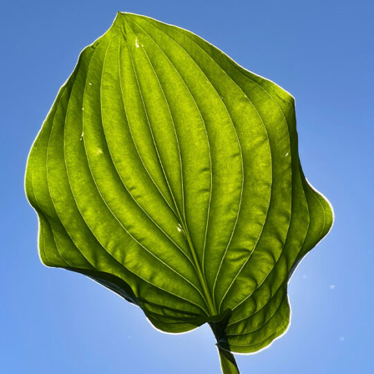 Hosta Leaf