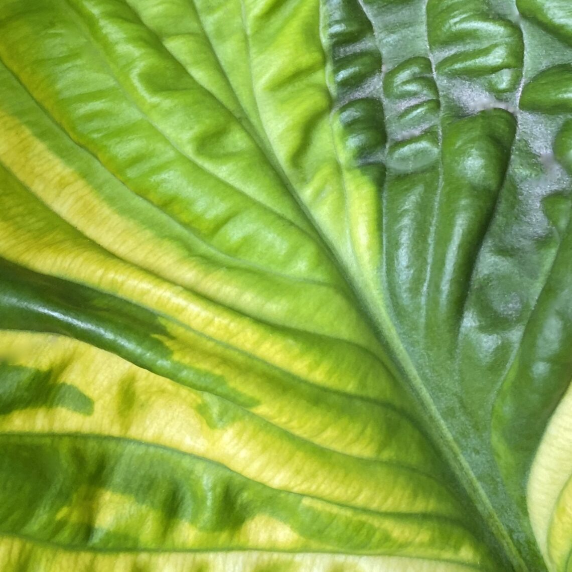 Alligator Alley Hosta