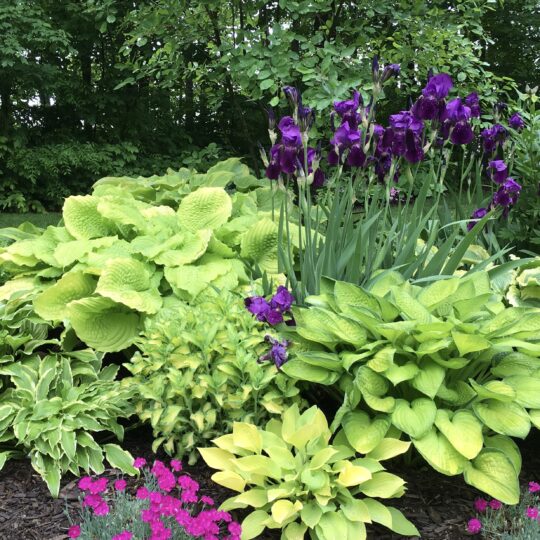 Hosta Garden