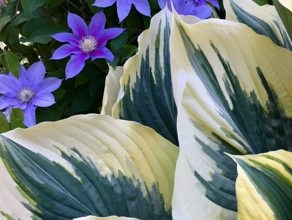 Hosta Liberty with Clematis