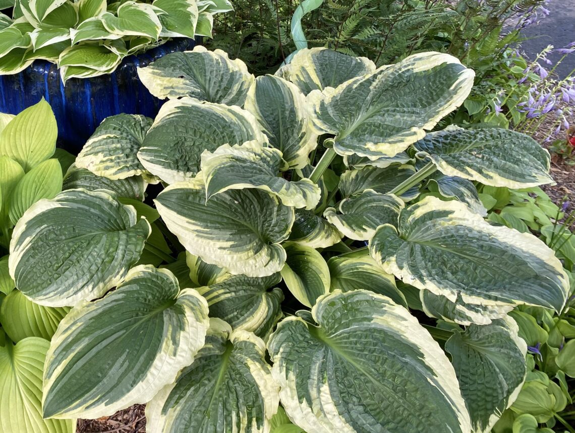 Hosta Lakeside Prophecy Fulfilled