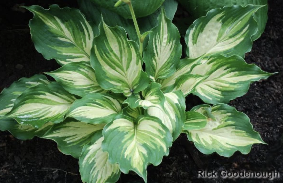 Hosta Lakeside Paisley Print